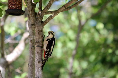 Bird perching on a tree