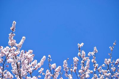 Low angle view of flowers on tree against blue sky
