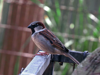 Close-up of bird perching on a railing