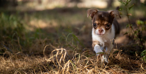 Portrait of cat on field