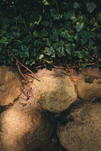 High angle view of tree on shore