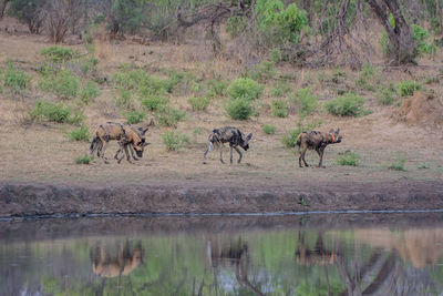 Hyena walking at lakeshore in forest