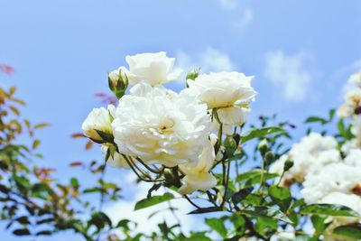 Low angle view of white flowers against sky