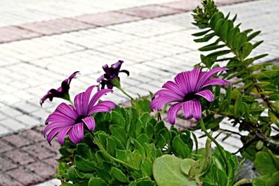 Close-up of purple flowers blooming outdoors