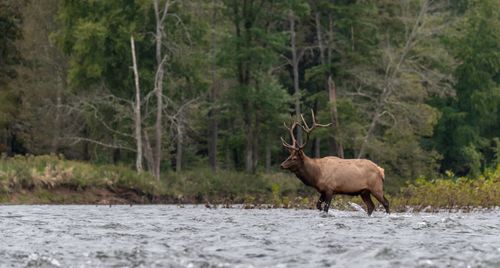 Side view of elk wading in river