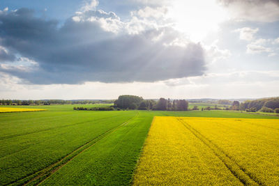 Scenic view of agricultural field against sky