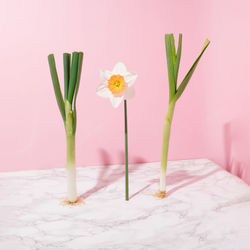 Spring onion, garlic and flower standing on pastel pink and marble background.