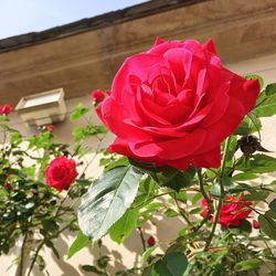 Close-up of red rose