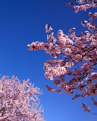 Low angle view of cherry blossoms against blue sky