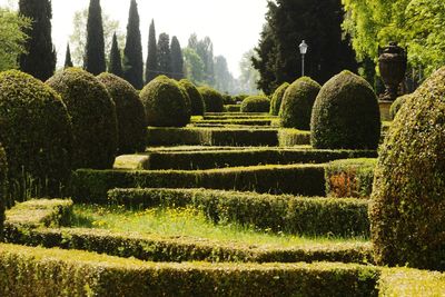 Plants and trees in garden