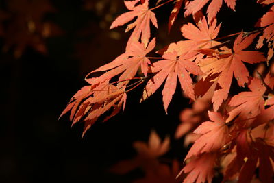 Close-up of maple leaves on tree during autumn