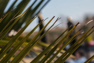 Close-up of plant against sky