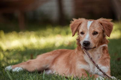 Close-up of a dog on field