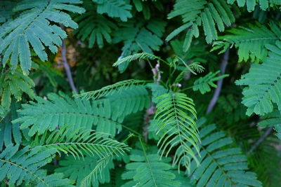 Close-up of green leaves on tree in forest