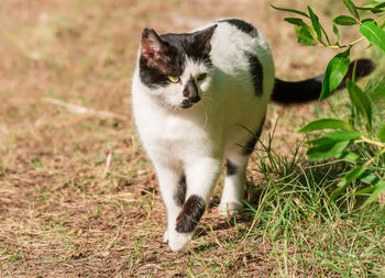 Portrait of a cat on field