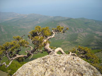 Plants growing on rock against sky