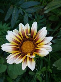 Close-up of yellow flower blooming outdoors