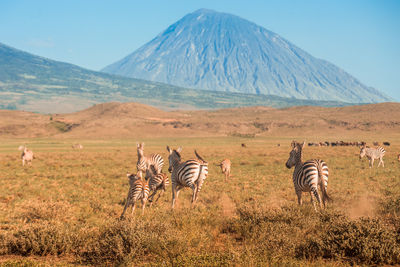 Zebras grazing on field against mountain