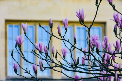 Close-up of pink flowers