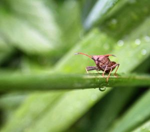 Close-up of insect on leaf