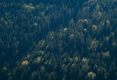 Full frame shot of trees in forest