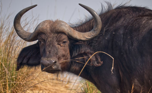 Close up of buffalo head