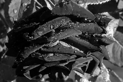 Close-up of raindrops on leaves