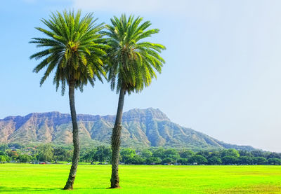 Palm trees on field against clear sky