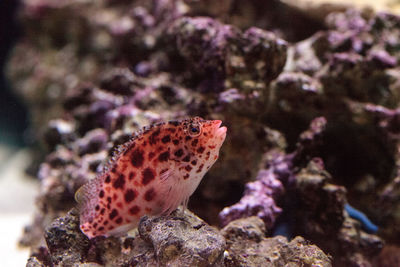 Close-up of starfish on rock in sea