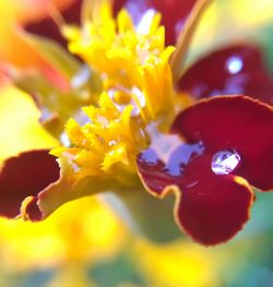 Close-up of yellow flowers