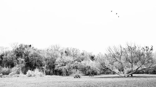 Trees on field against sky