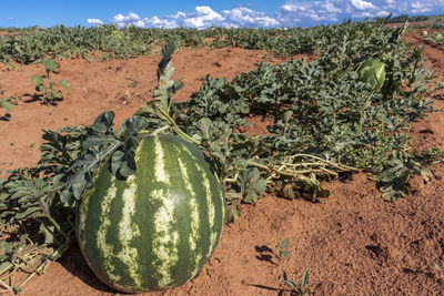 Watermelon growing in the field in brazil