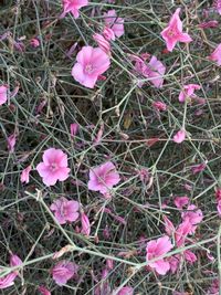 High angle view of pink flowering plants on field