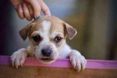 Portrait of puppy