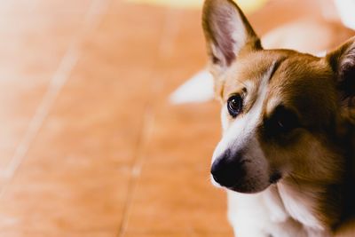 Close-up of dog looking away