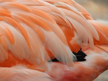 Close-up of a bird