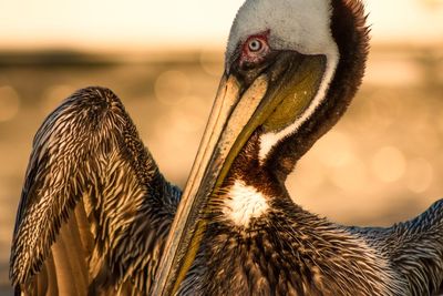 Close-up of bird against blurred background