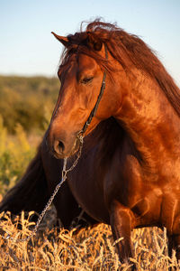 Close-up of a horse in the field