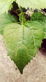 Close-up of leaves