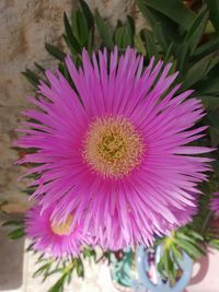 Close-up of pink flower