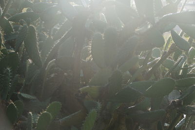 Full frame shot of succulent plant