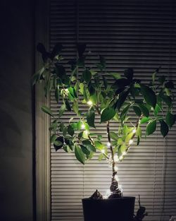 Low angle view of ivy against window