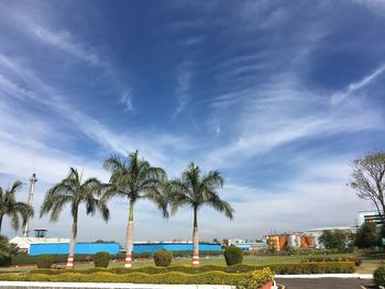 Palm trees by sea against blue sky