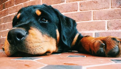 Close-up of dog