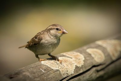 Close-up of bird perching on wood