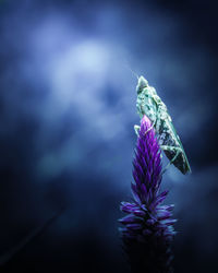 Close-up of butterfly pollinating on purple flower