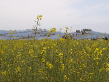 Yellow flowering plants on field against sky