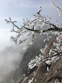 Close-up of frozen tree against sky