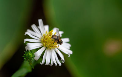 Close-up of bee pollinating on flower