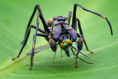 Close-up of spider